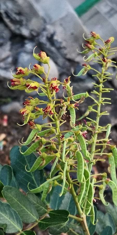 Caesalpinia spinosa flower