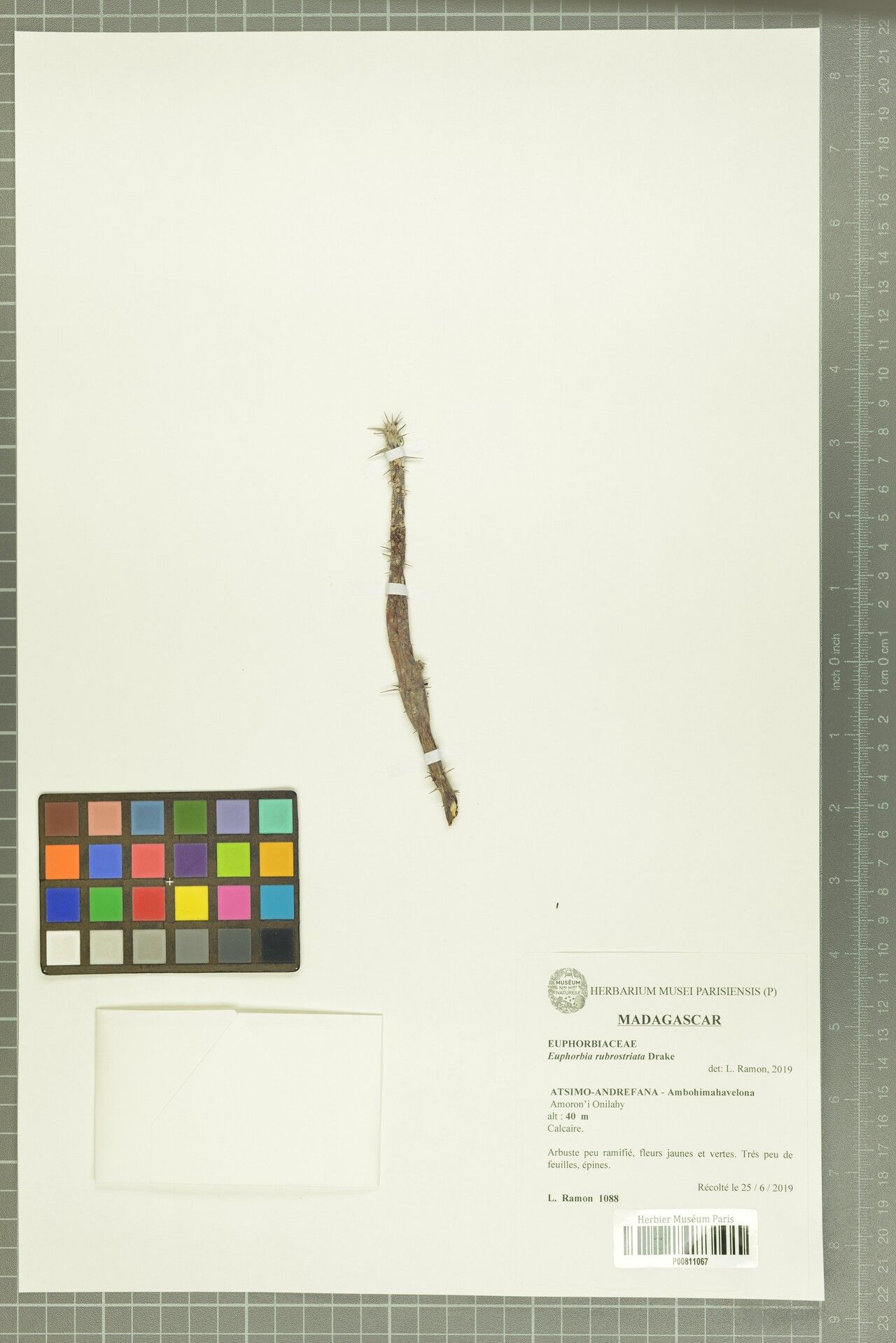 Euphorbia rubrostriata — houseplant care guide