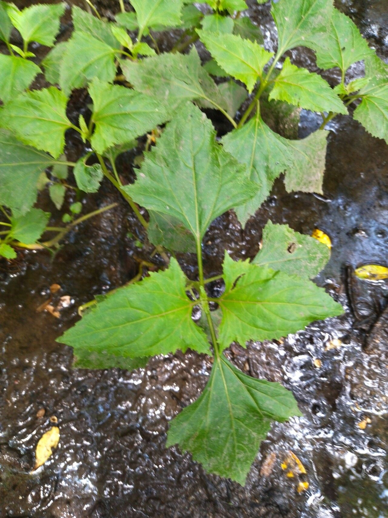 Adenostemma brasilianum leaf