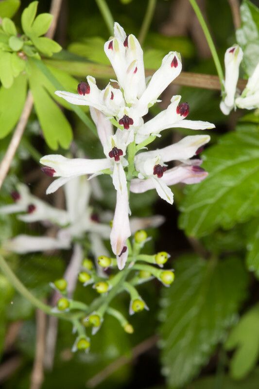 Fumaria bicolor flower