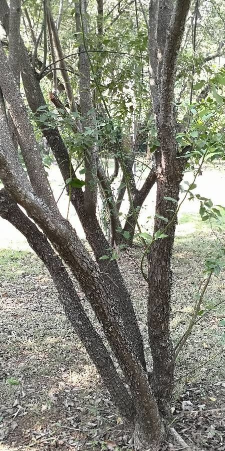 Lindera communis habit