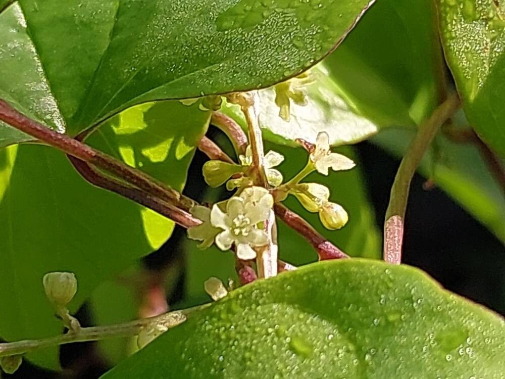 Dioscorea tokoro flower