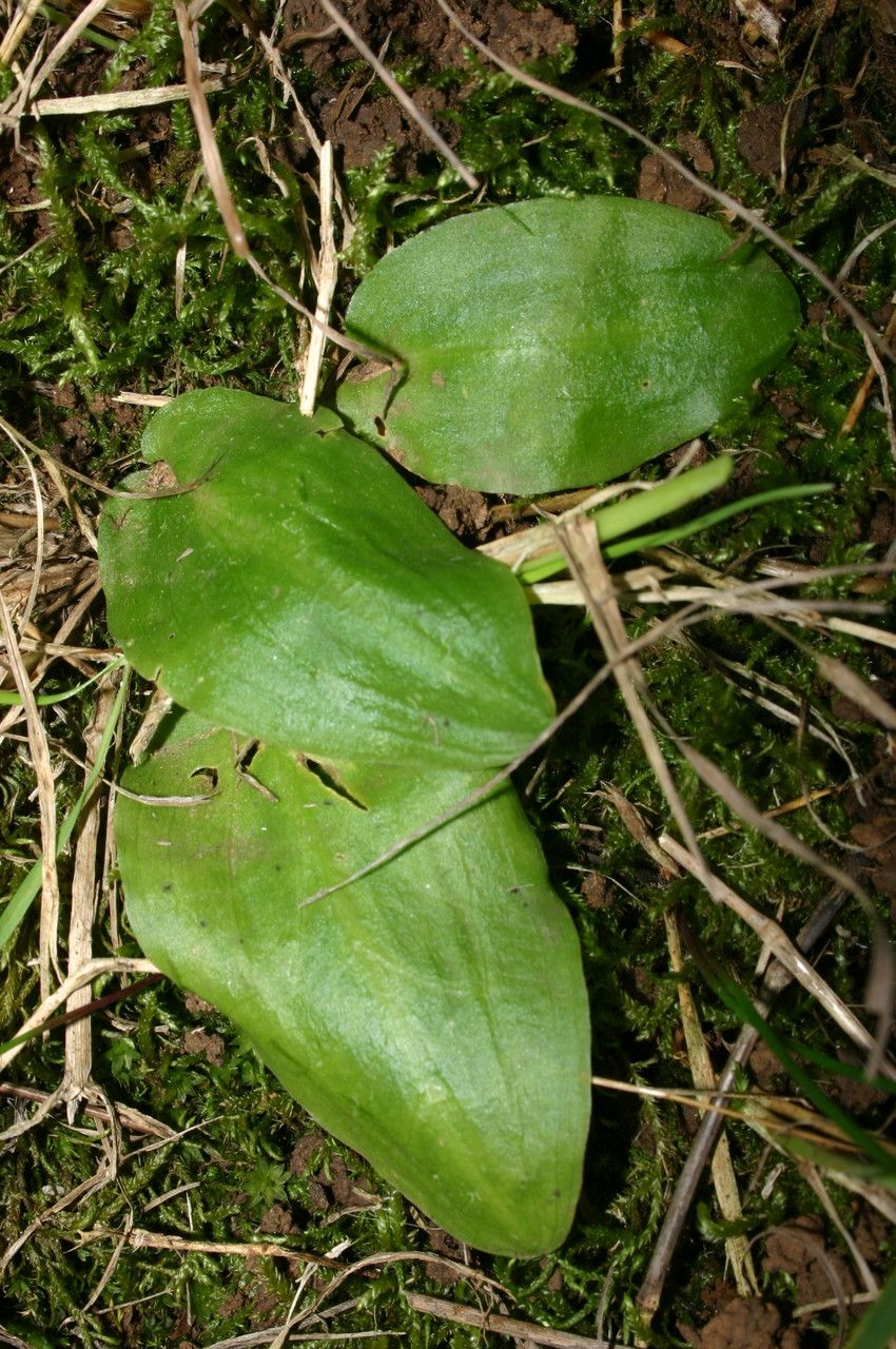 Ambrosina bassii leaf