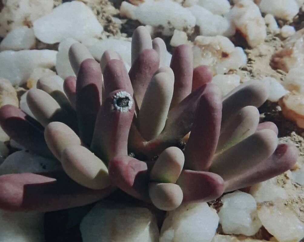 Argyroderma fissum — related species from the same genus