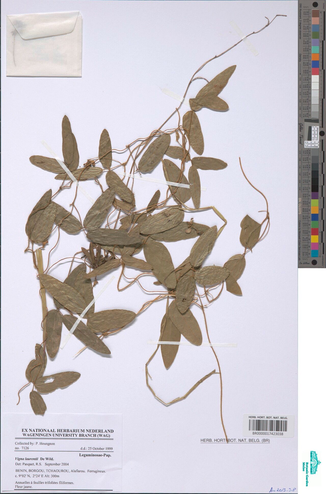 Vigna laurentii — houseplant care guide