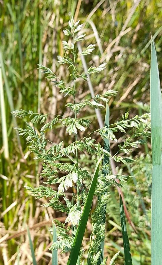 Poa iridifolia flower