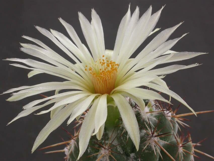 Coryphantha glassii — search result for 'Coryphantha'