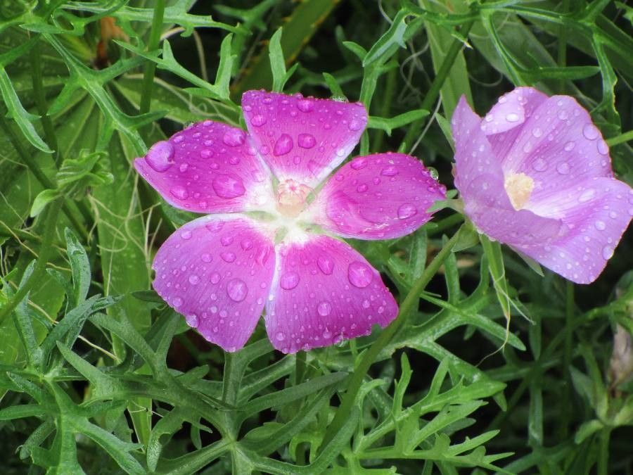 Callirhoe digitata — search result for 'Alabama'