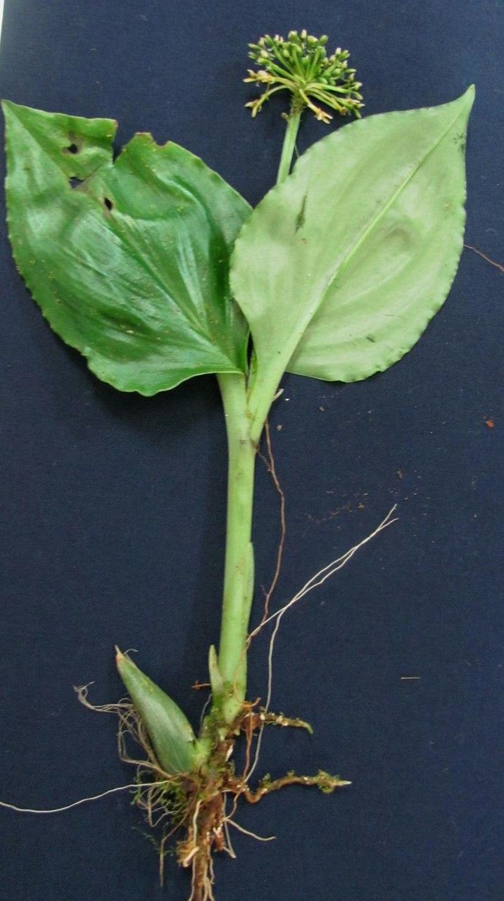 Malaxis excavata other