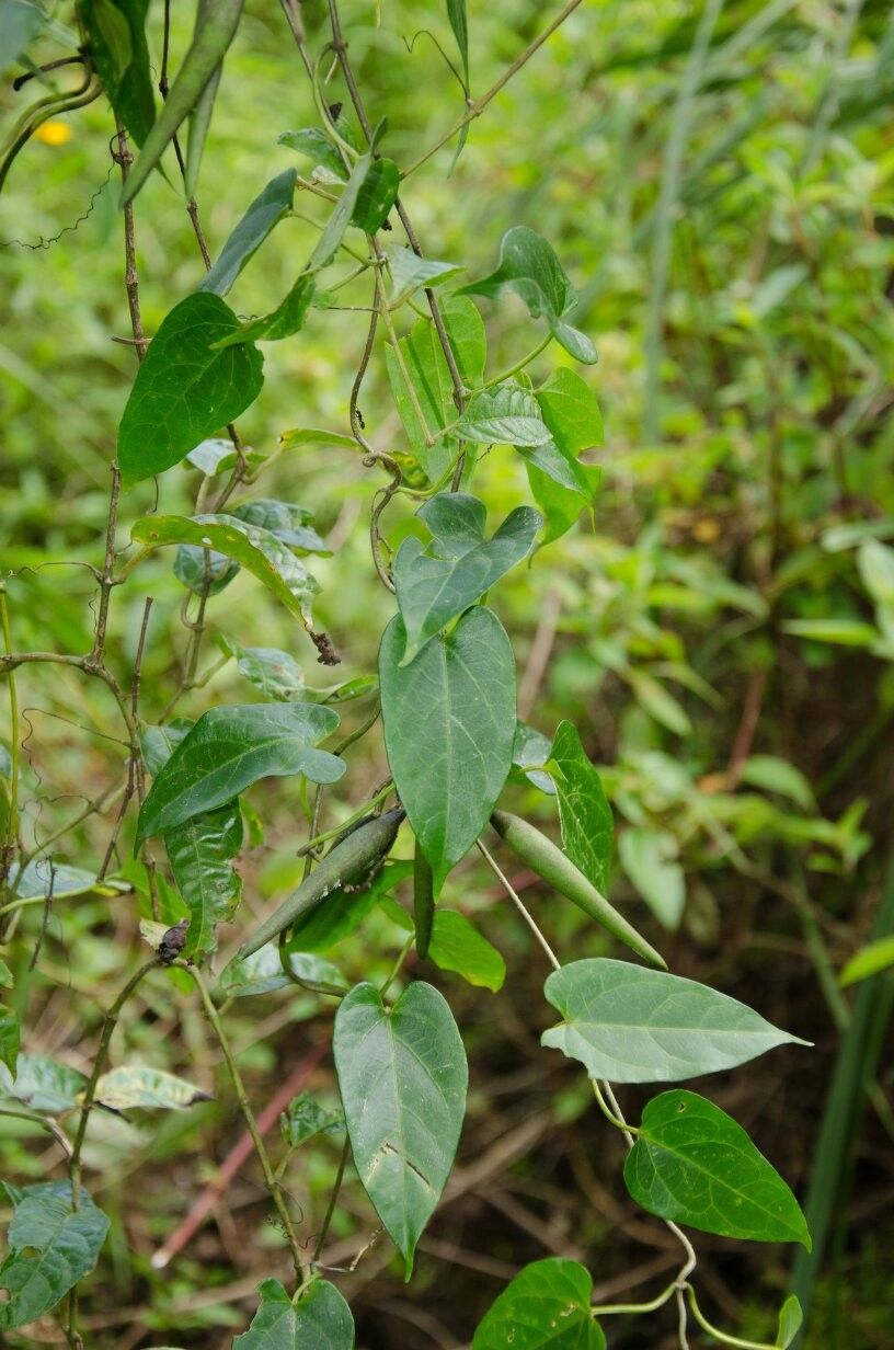 Vincetoxicum sylvaticum — search result for 'Vincetoxicum'