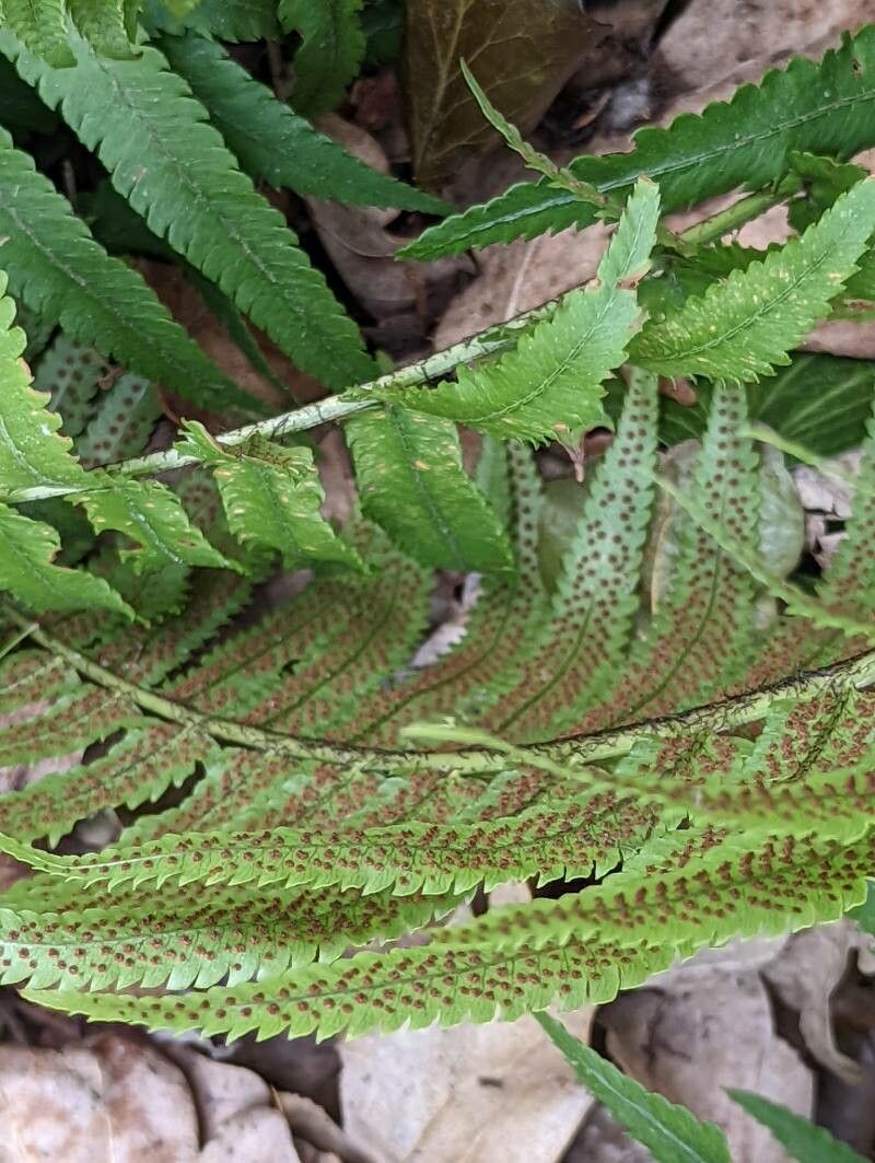 Dryopteris atrata fruit