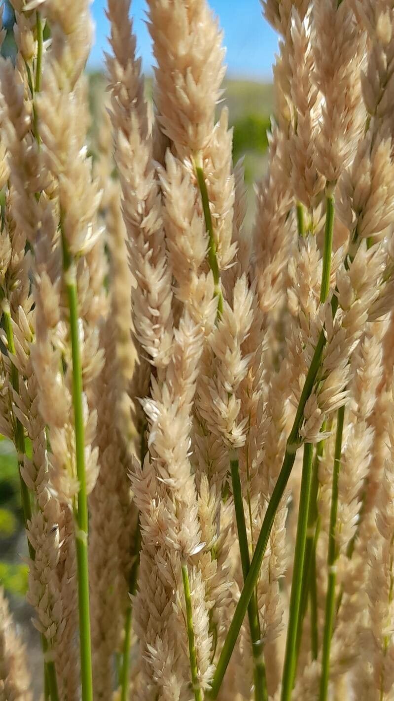 Poa ligularis flower