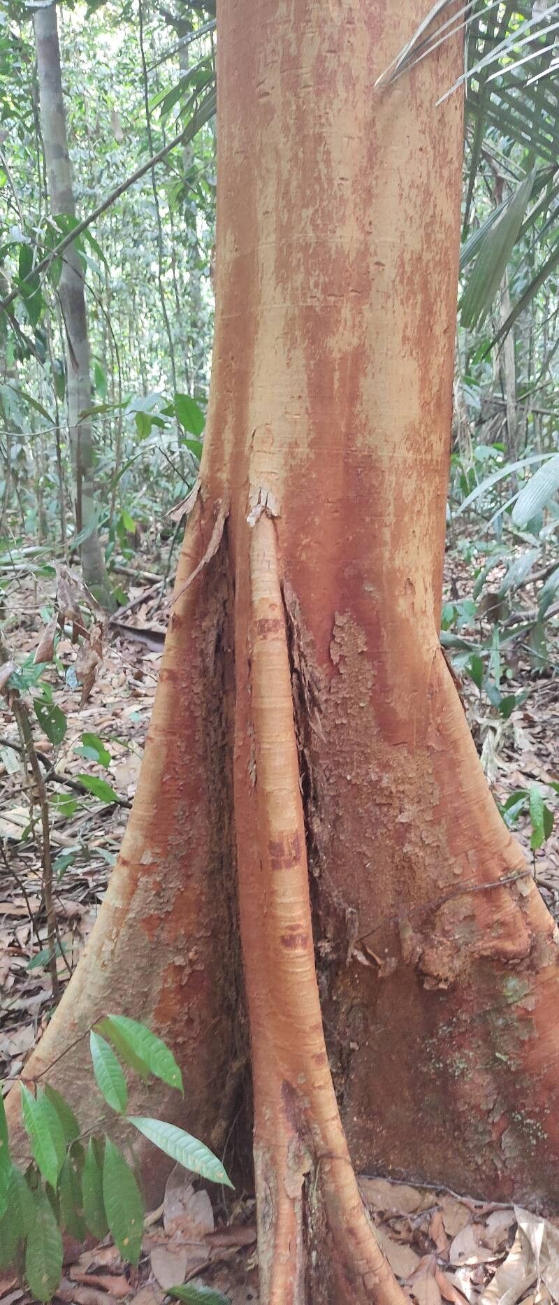 Peltogyne paniculata bark