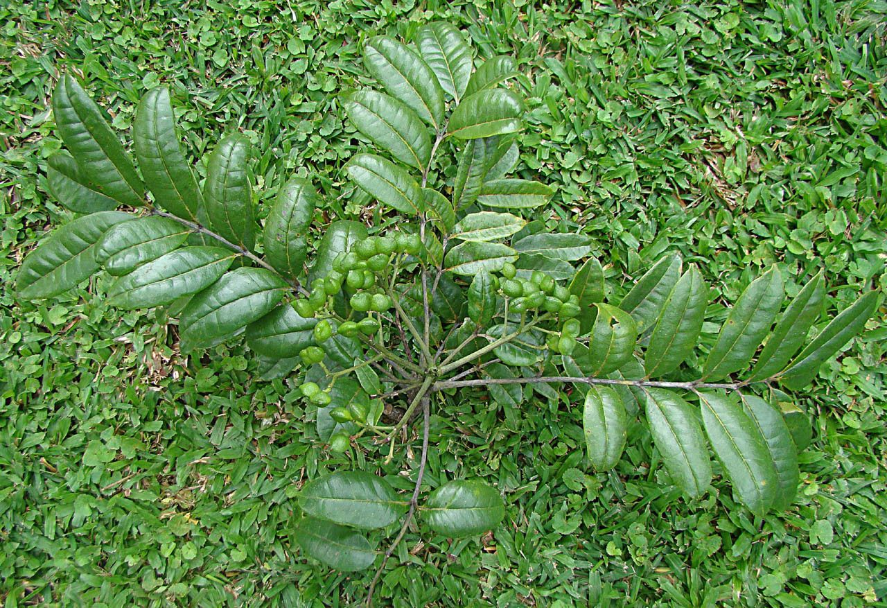 Zanthoxylum albiflorum habit