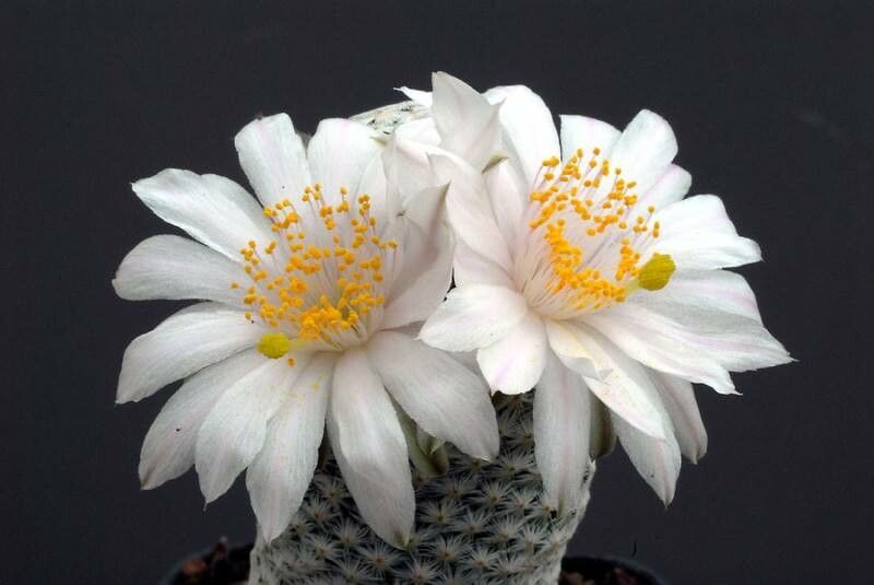 Mammillaria albiflora flower