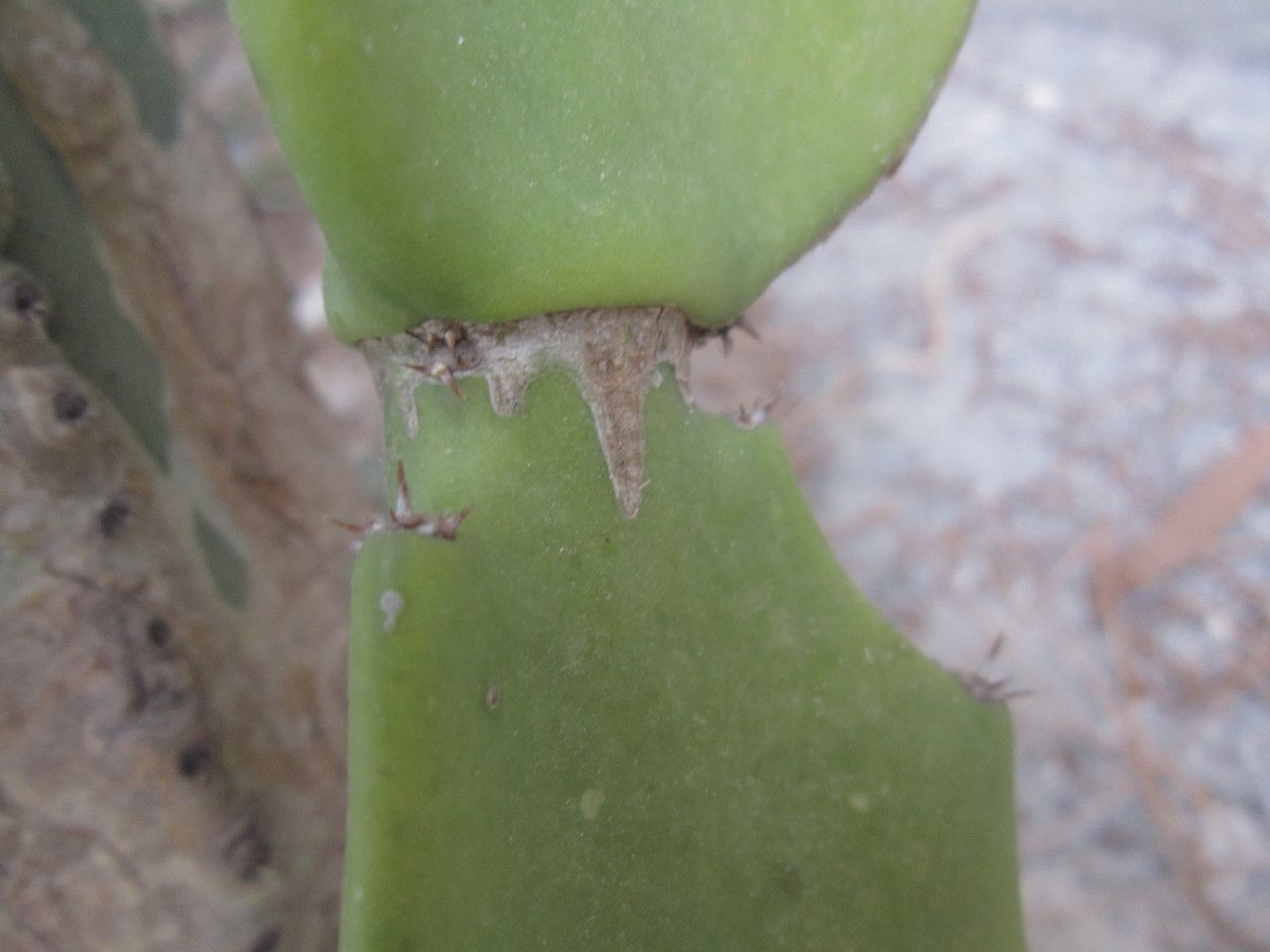 Euphorbia dregeana bark