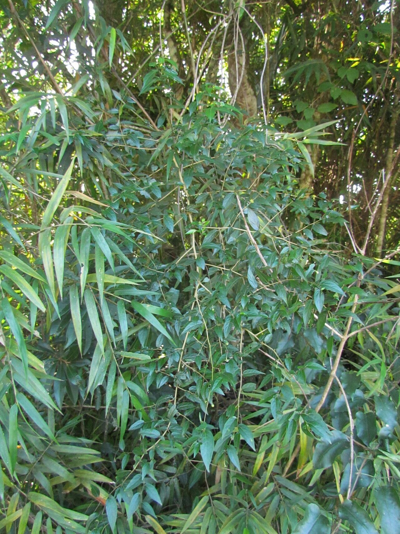 Solanum hirtellum habit