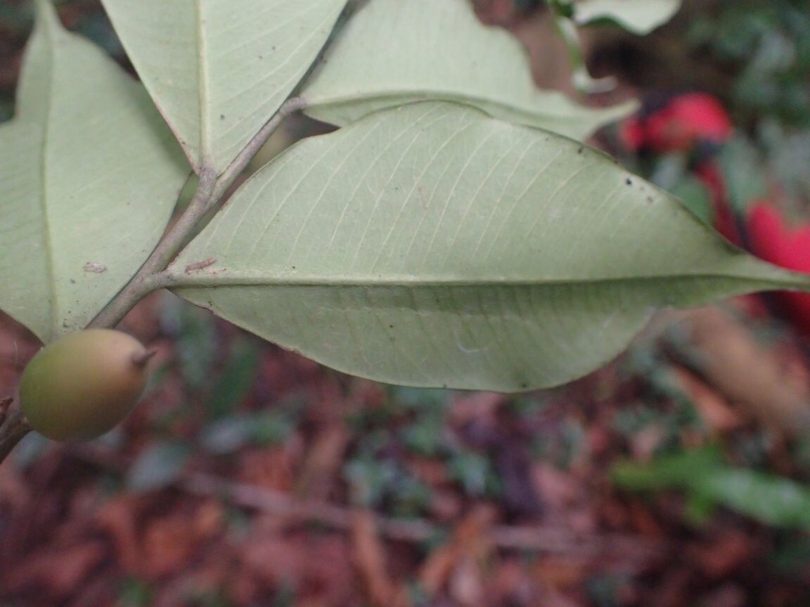 Dicranolepis thomensis — houseplant care guide