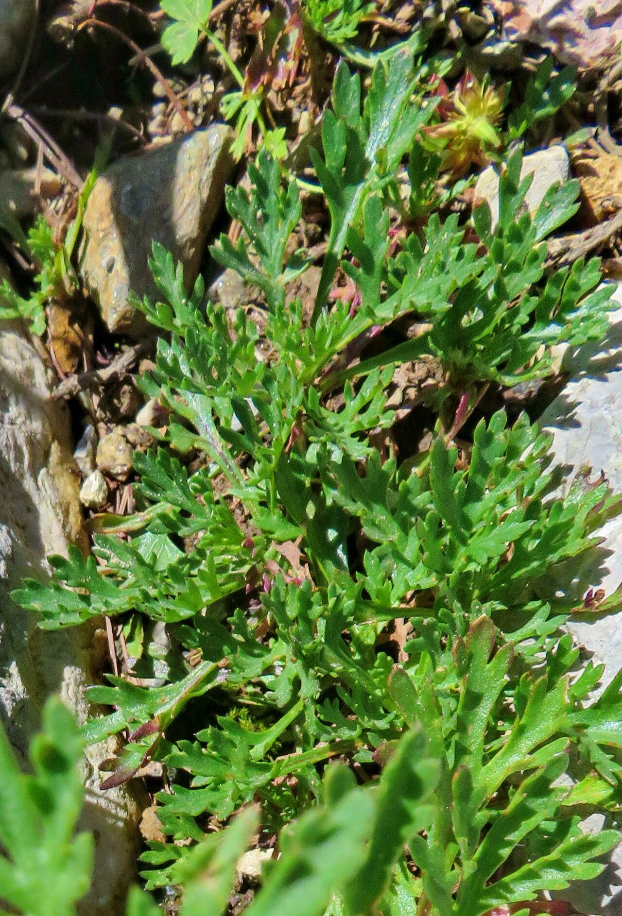 Chrysanthemum zawadzkii leaf