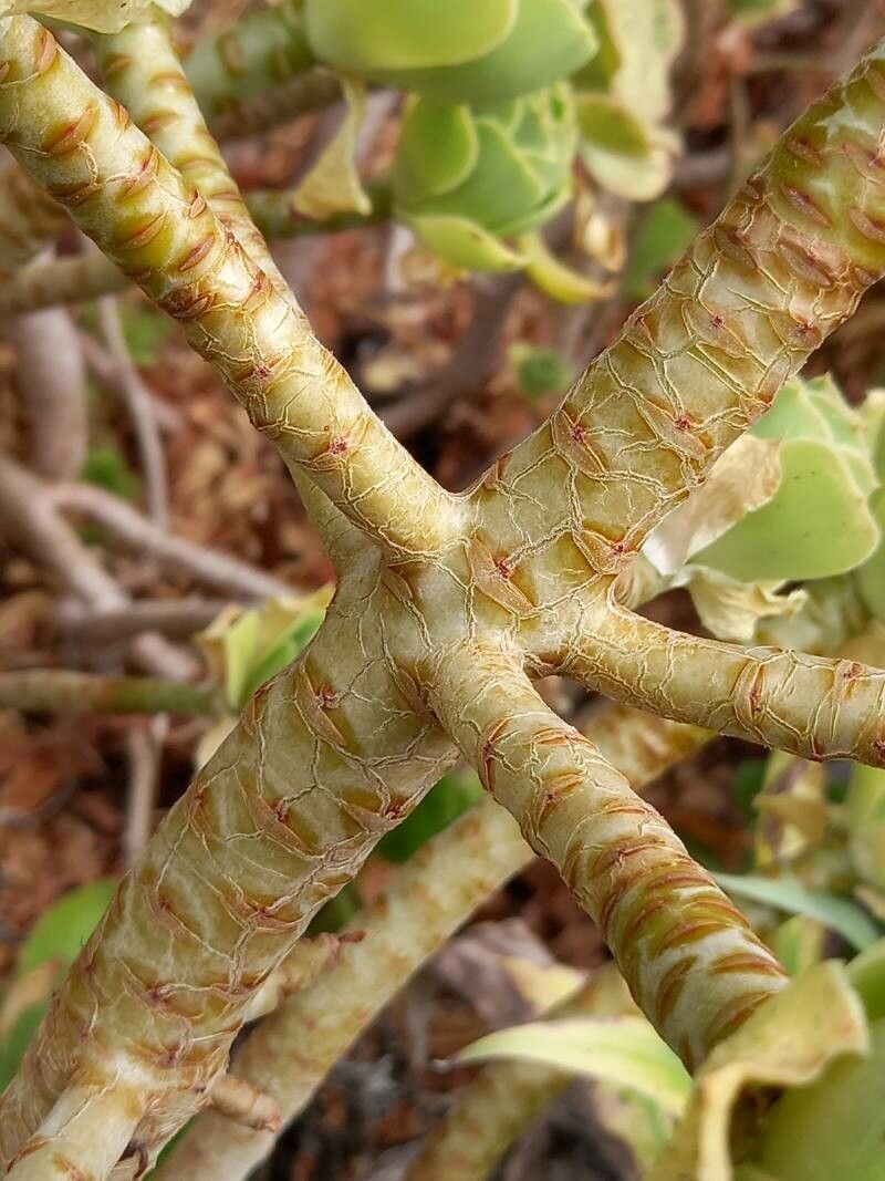 Aeonium balsamiferum bark