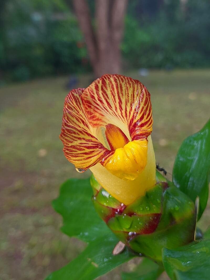 Costus elegans flower
