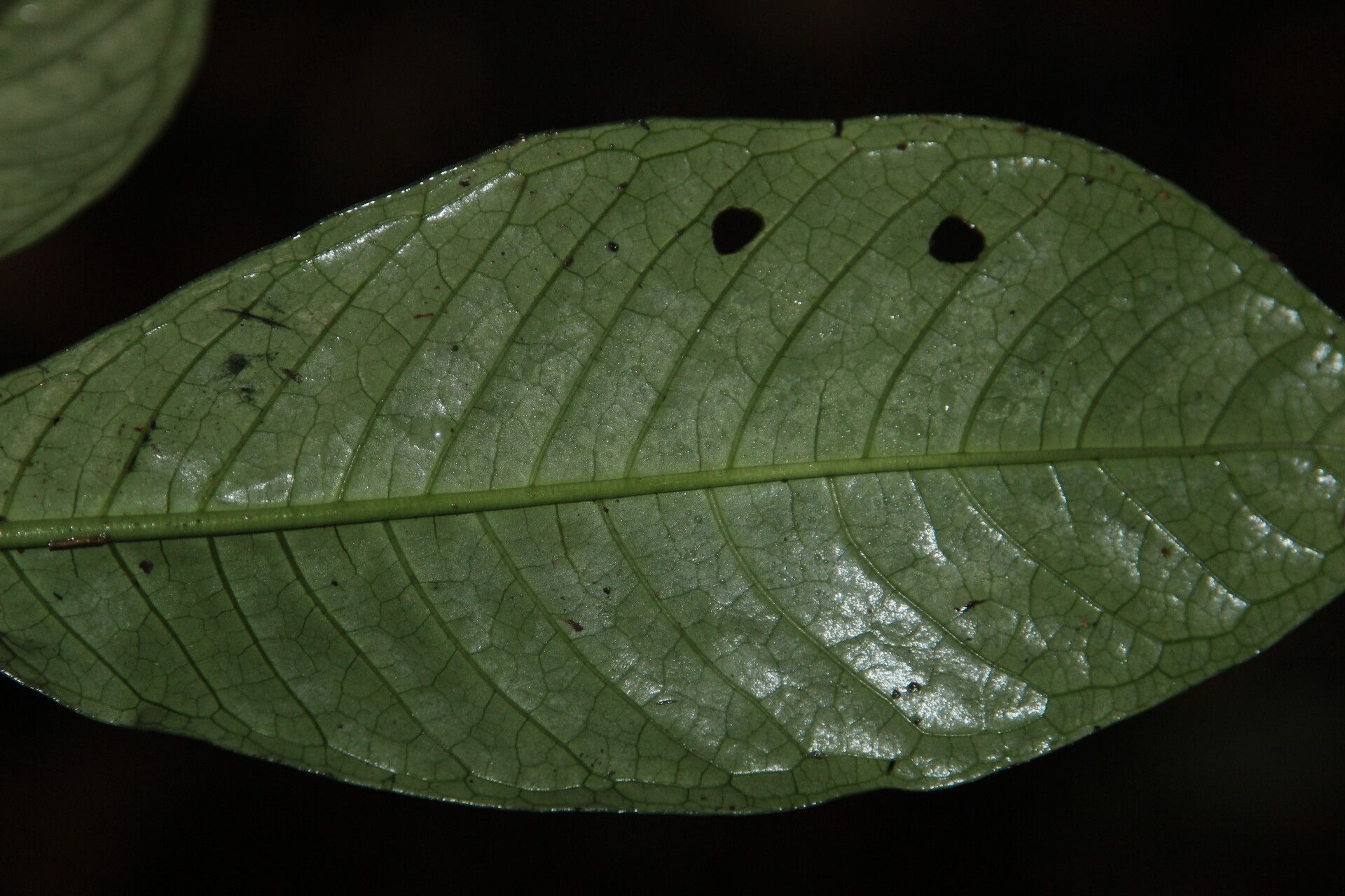 Psychotria thonneri — houseplant care guide