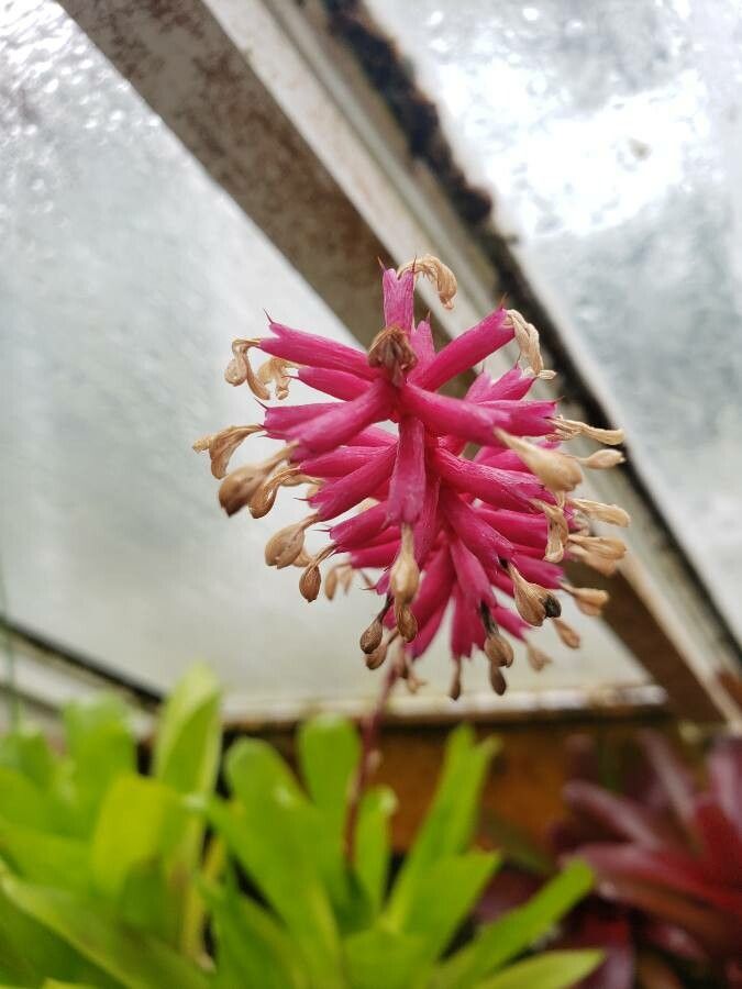 Aechmea cylindrata flower