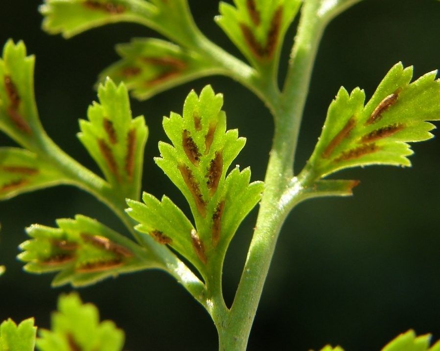 Asplenium cuneifolium fruit