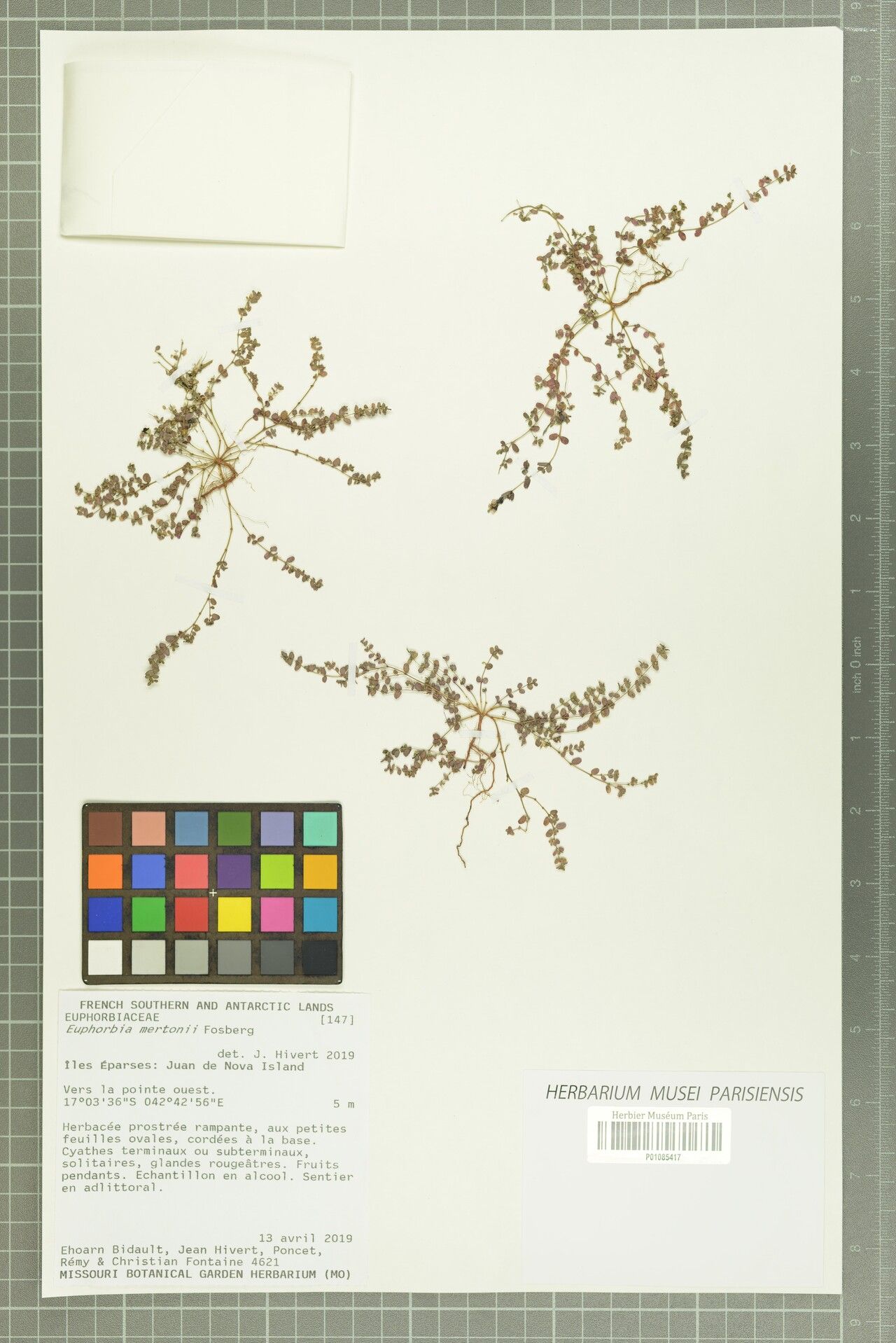 Euphorbia mertonii — houseplant care guide