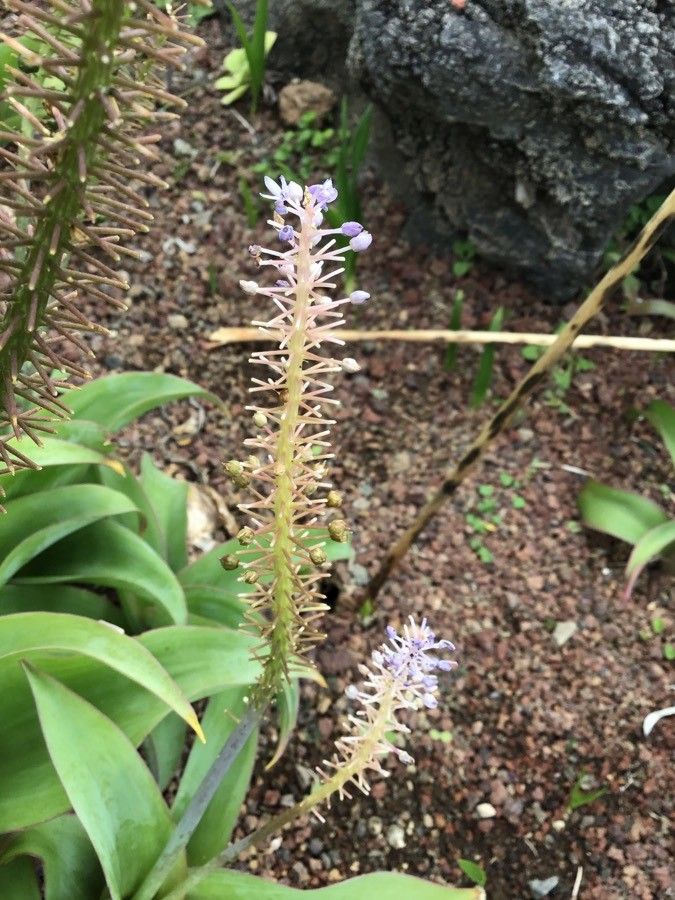 Aeonium hierrense flower