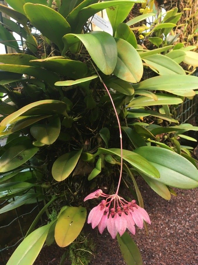 Bulbophyllum longiflorum habit