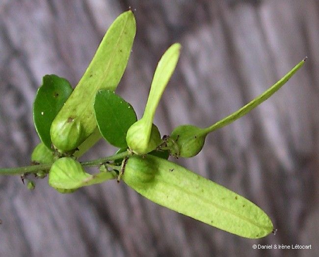 Ventilago buxoides — related species from the same genus