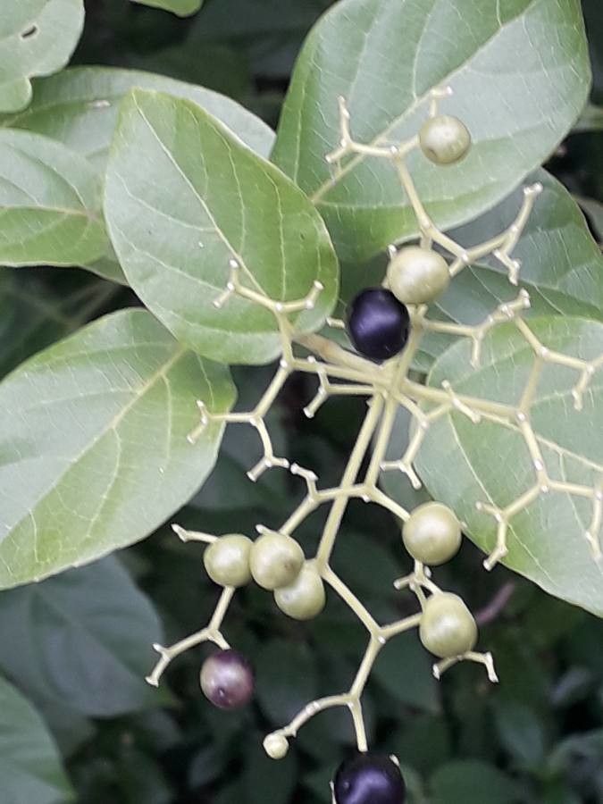 Premna serratifolia fruit