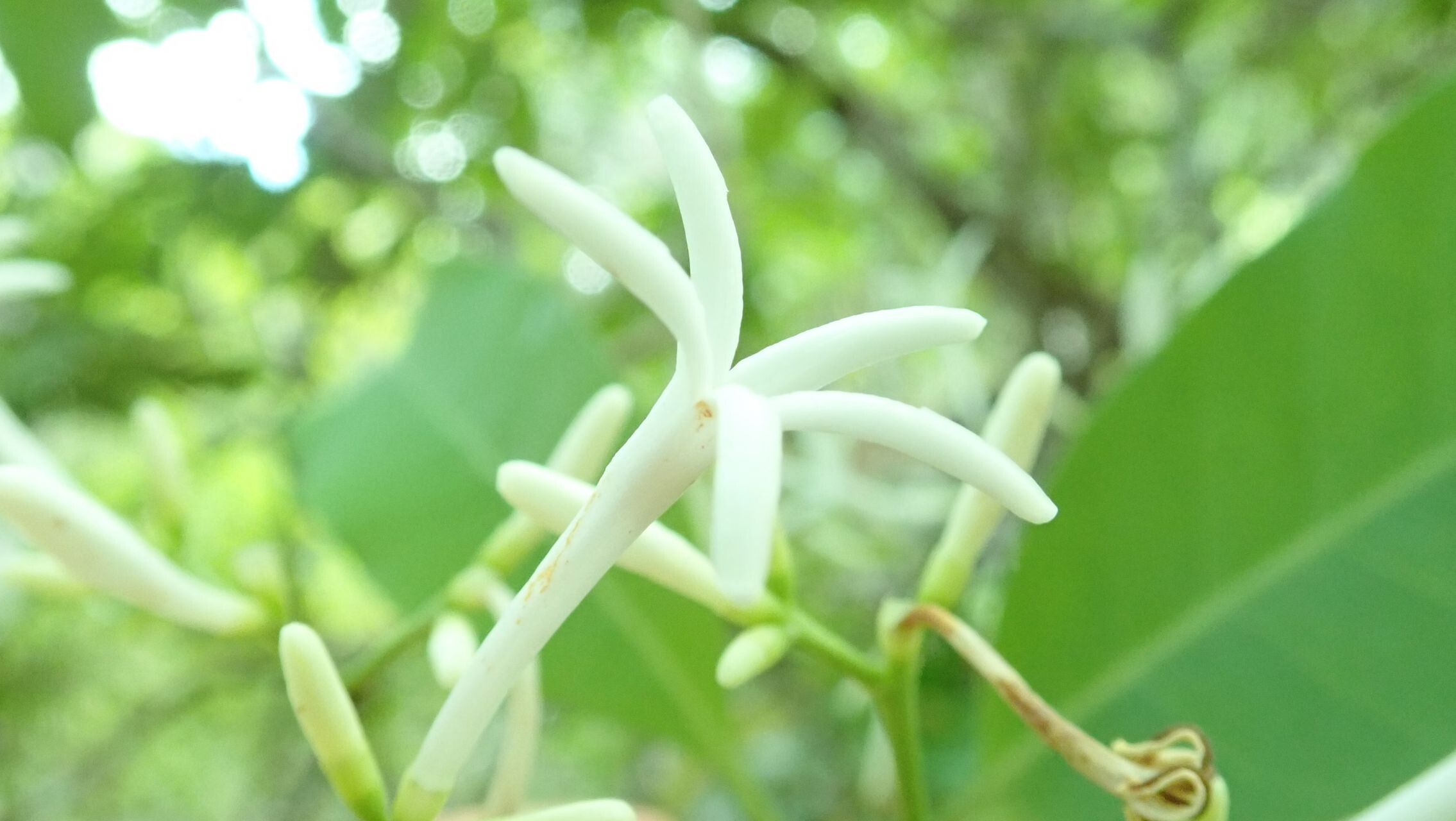 Psychotria canalensis flower