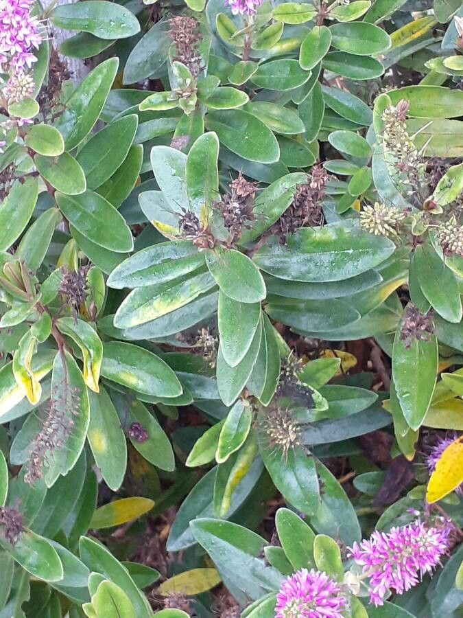 Veronica speciosa leaf