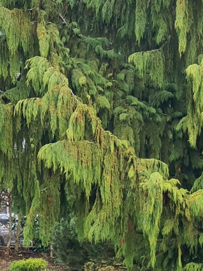 Cupressus nootkatensis — search result for 'Cupressus'