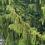 Cupressus nootkatensis