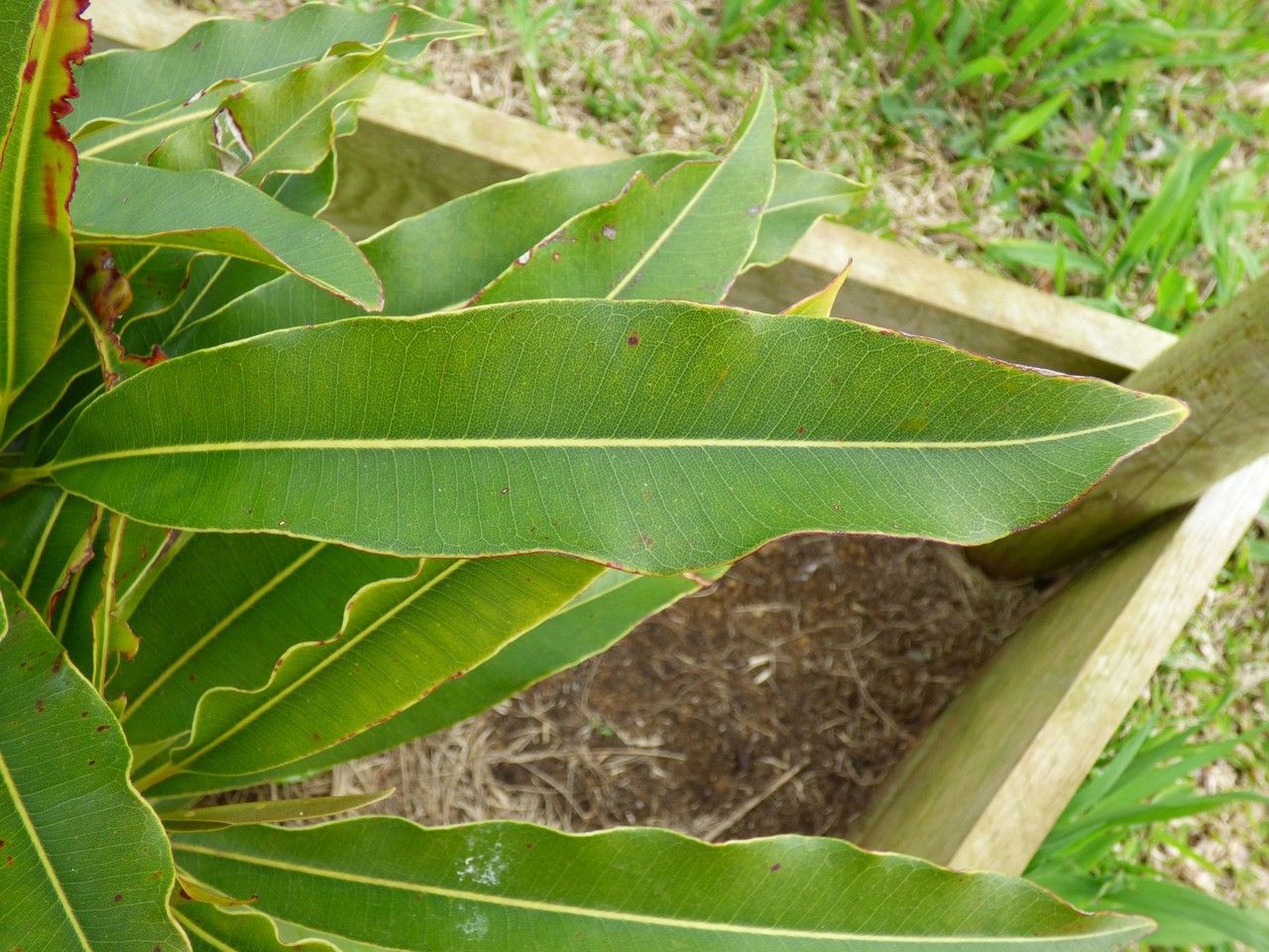 Sideroxylon majus leaf