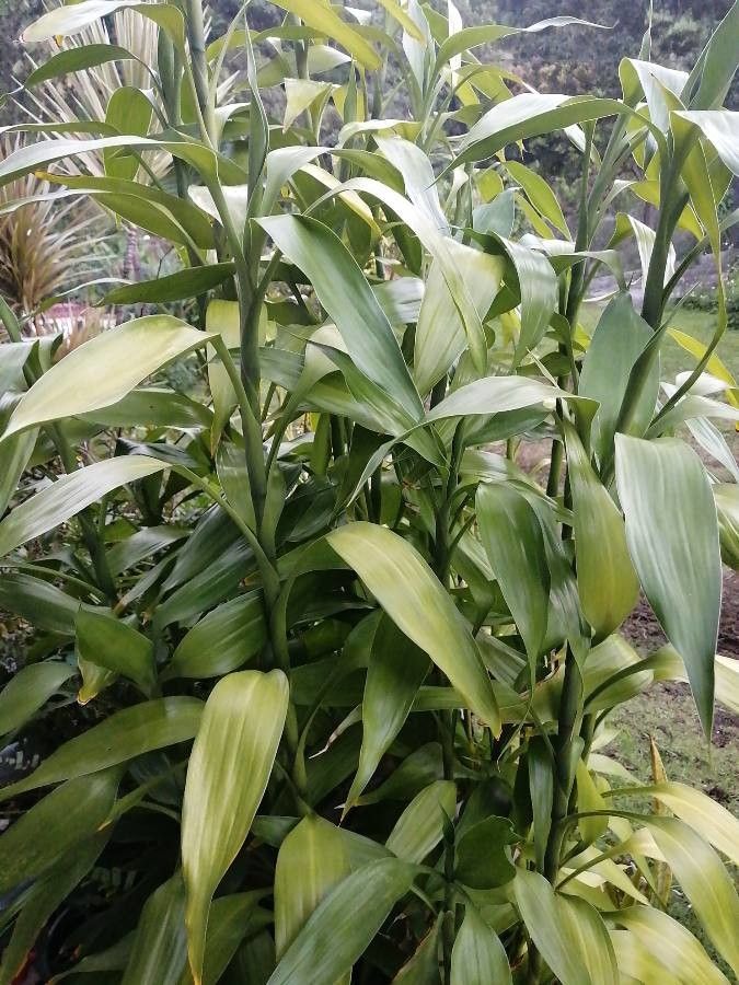Dracaena sanderiana habit