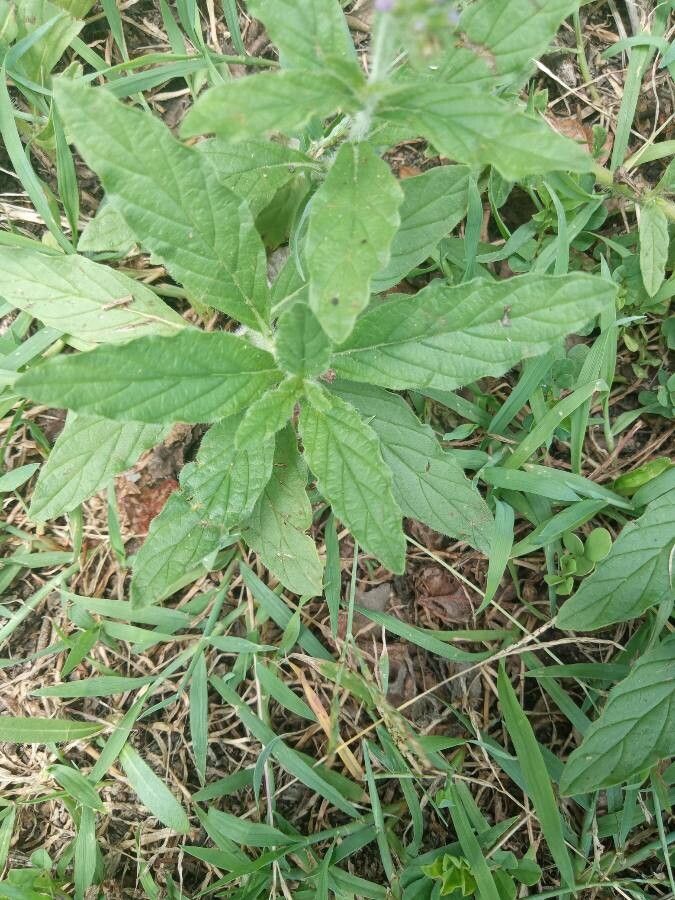 Heliotropium amplexicaule leaf