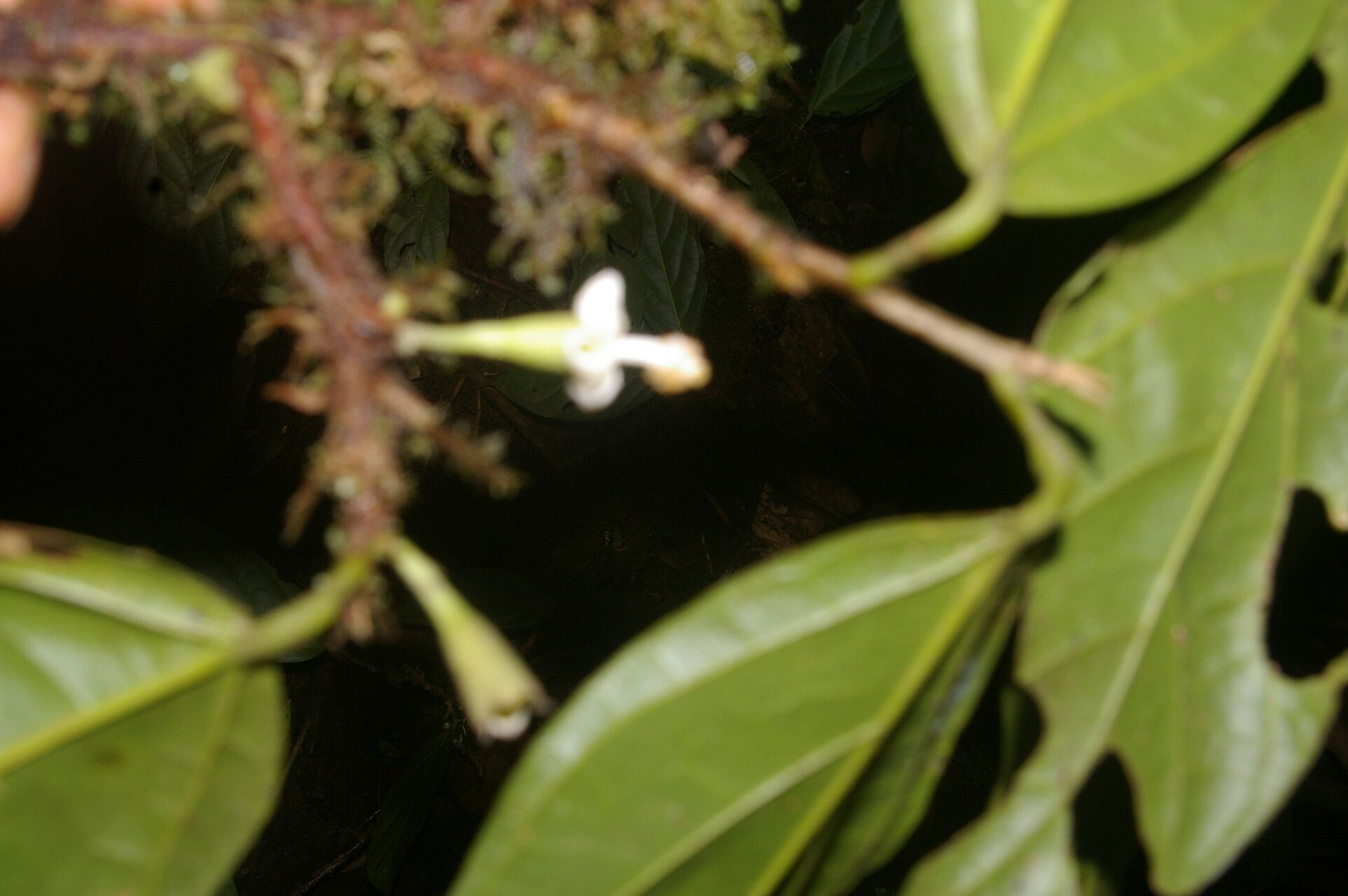Quararibea nigrescens flower