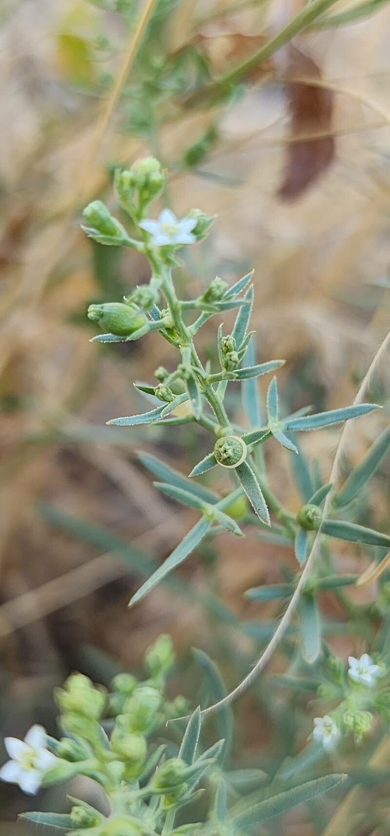 Thesium kotschyanum fruit