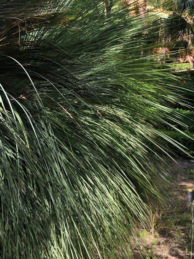 Xanthorrhoea quadrangulata — houseplant care guide
