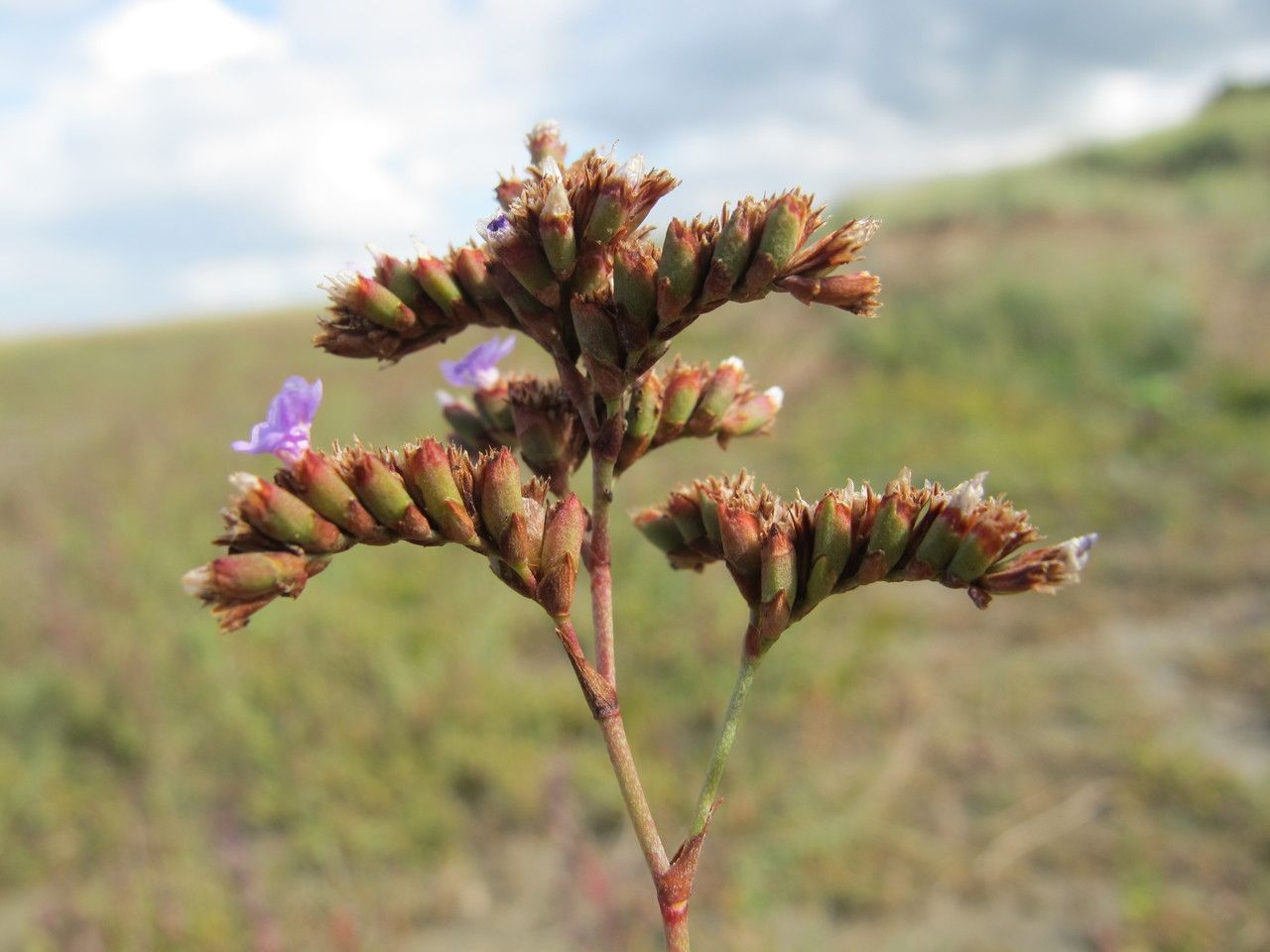 Limonium normannicum flower