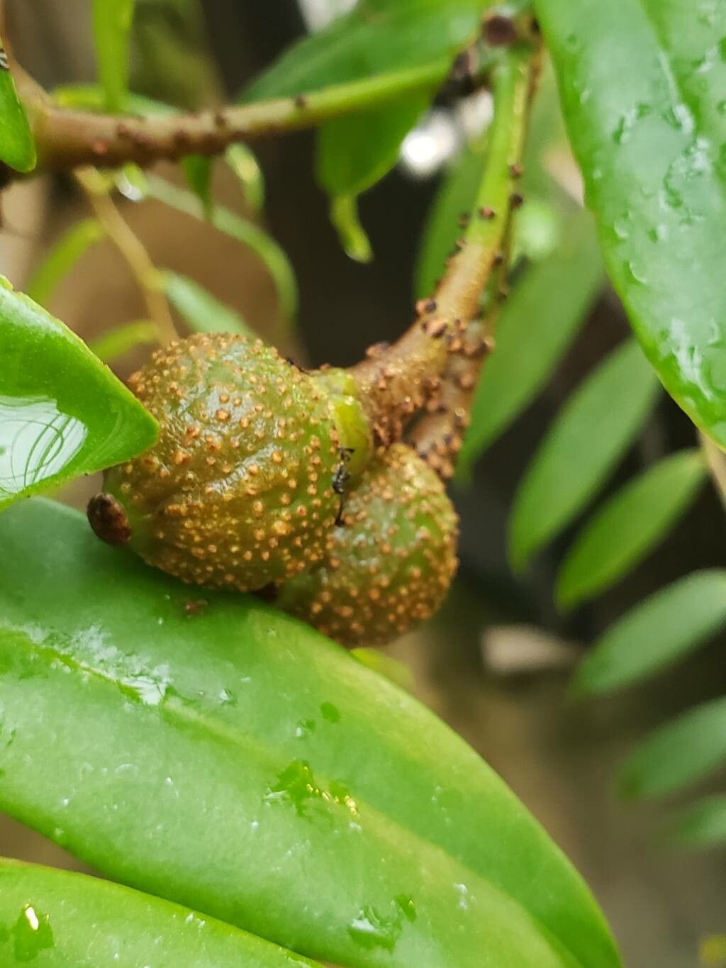 Marcgravia rectiflora fruit