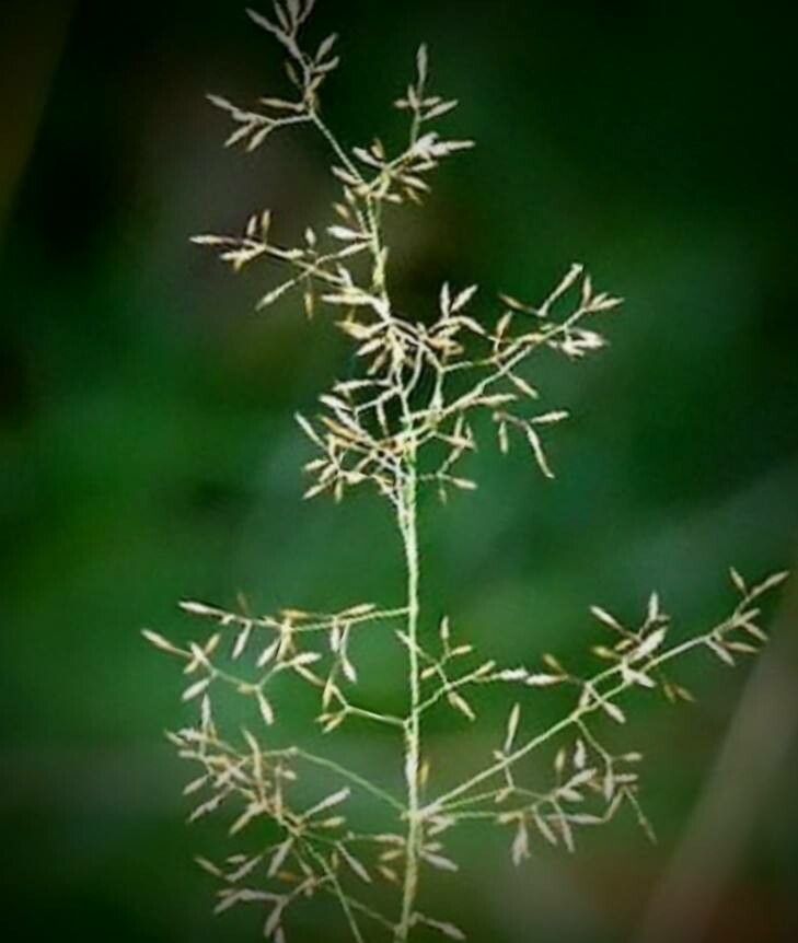 Agrostis canina fruit