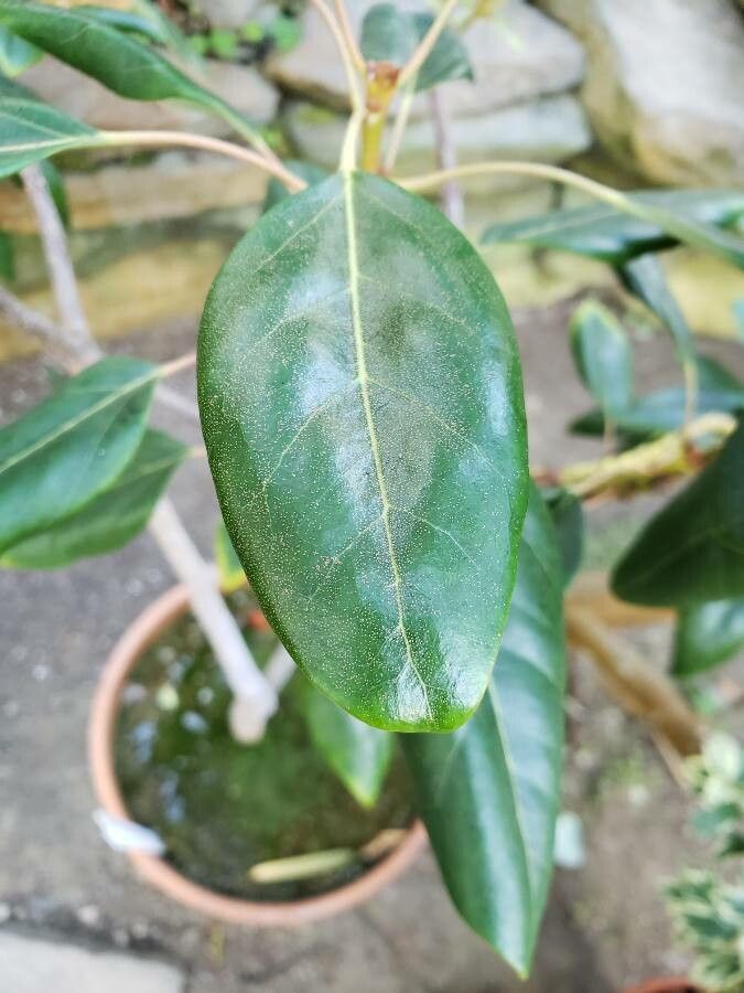 Rhodoleia henryi — houseplant care guide