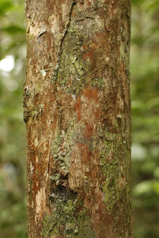 Couratari oblongifolia — houseplant care guide