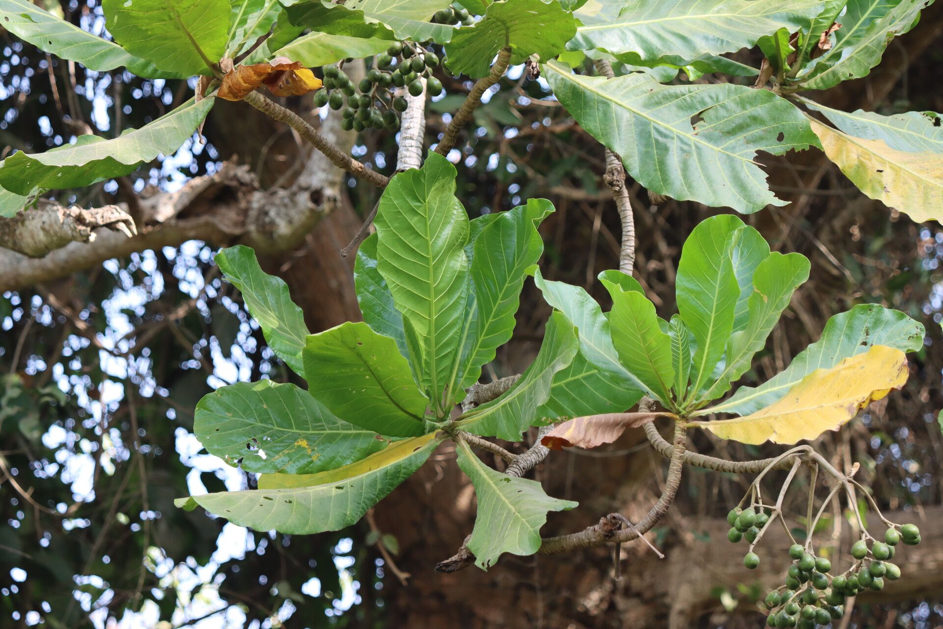 Anthocleista procera — houseplant care guide