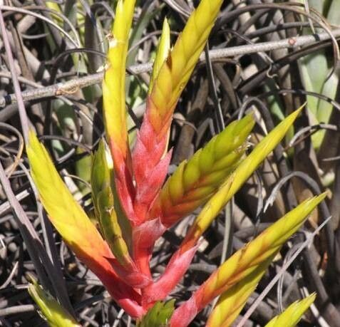 Tillandsia callichroma flower